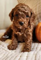 Milo, a male Cavapoo for sale in East Earl, PA – 1 of 5