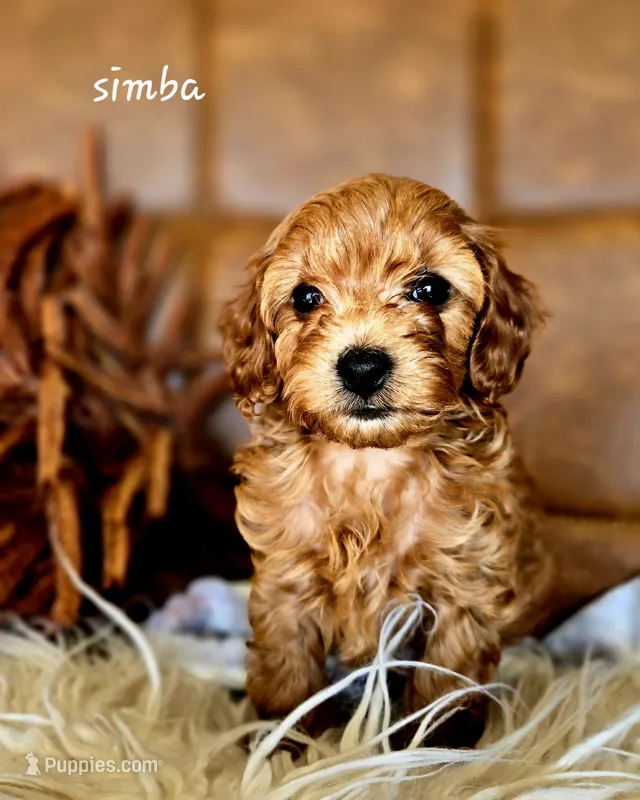 Simba – Cavapoo puppy for sale in East Earl, PA