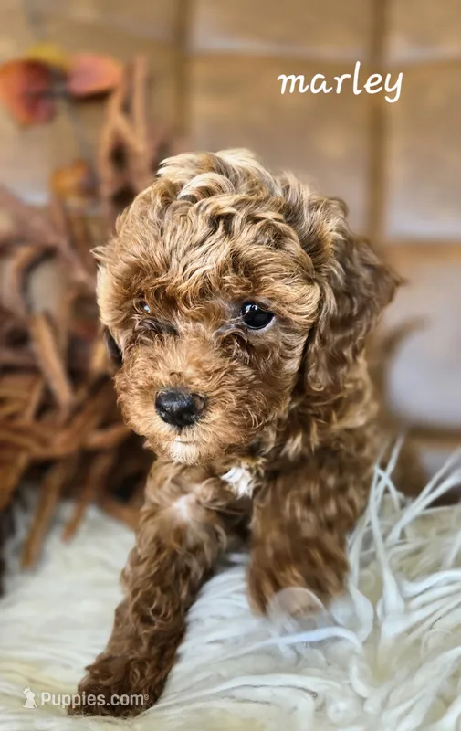 Marley – Cavapoo puppy for sale in East Earl, PA