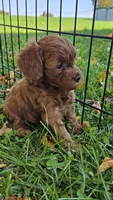 Belle, a female Cavapoo for sale in East Earl, PA – 4 of 5