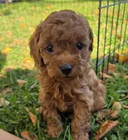 Paisley, a female Cavapoo for sale in East Earl, PA – 3 of 6