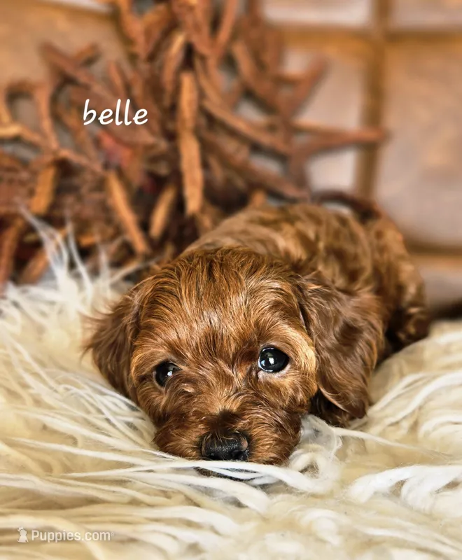 Belle – Cavapoo puppy for sale in East Earl, PA