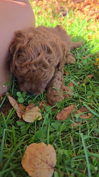 Paisley, a female Cavapoo for sale in East Earl, PA – 6 of 6
