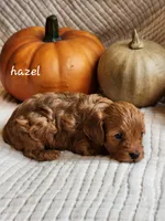 Hazel, a female Cavapoo for sale in East Earl, PA – 2 of 4
