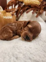 Hazel, a female Cavapoo for sale in East Earl, PA – 4 of 4