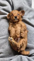 Simba, a male Cavapoo for sale in East Earl, PA – 7 of 8