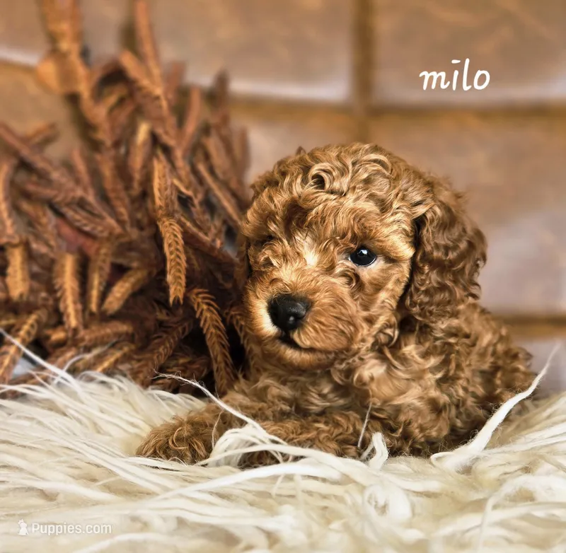 Milo – Cavapoo puppy for sale in East Earl, PA
