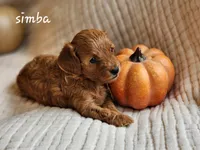Simba, a male Cavapoo for sale in East Earl, PA – 3 of 8