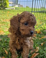 Paisley, a female Cavapoo for sale in East Earl, PA – 4 of 6