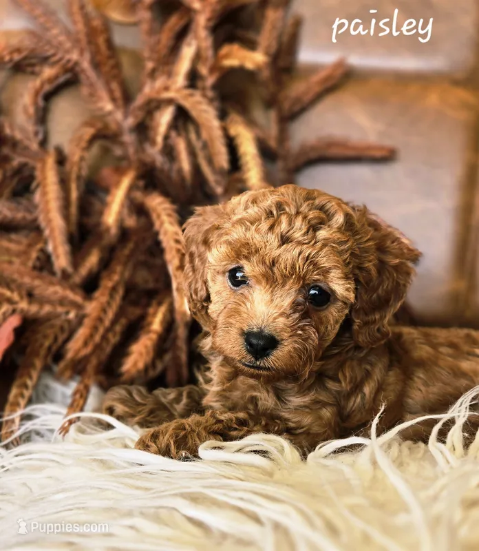 Paisley – Cavapoo puppy for sale in East Earl, PA