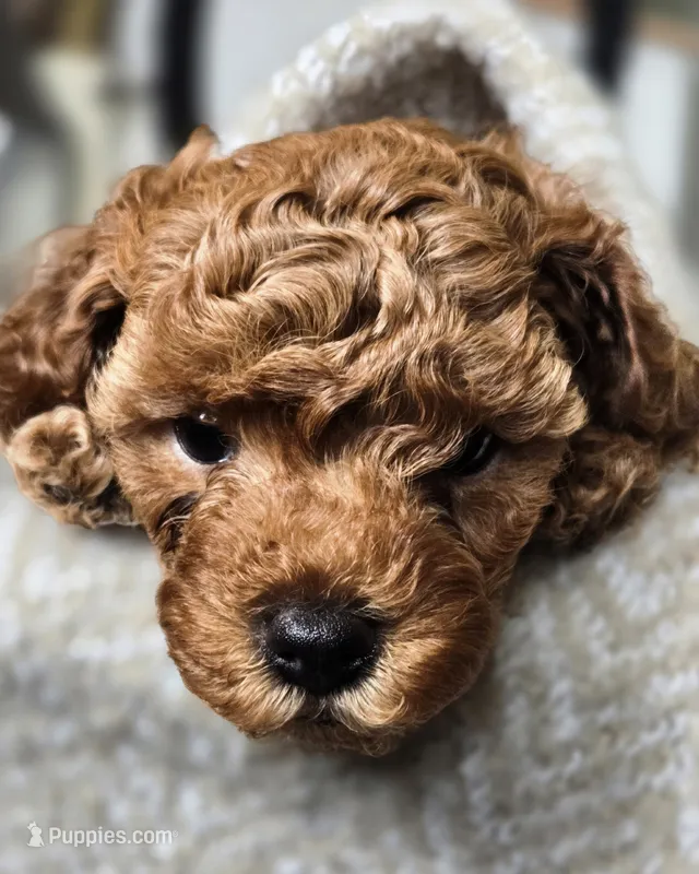 Milo – Cavapoo puppy for sale in East Earl, PA
