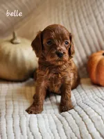 Belle, a female Cavapoo for sale in East Earl, PA – 1 of 5