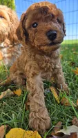 Milo, a male Cavapoo for sale in East Earl, PA – 3 of 5