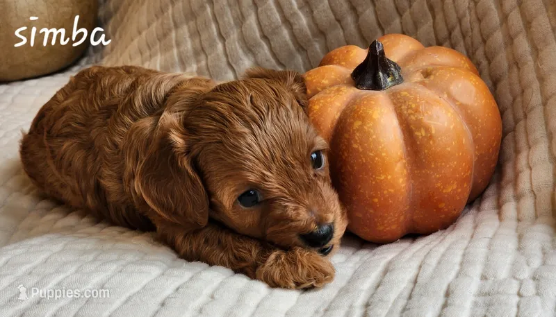 Simba – Cavapoo puppy for sale in East Earl, PA