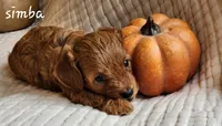 Simba, a male Cavapoo for sale in East Earl, PA – 1 of 8