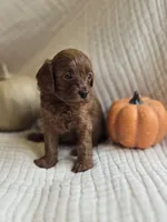 Belle, a female Cavapoo for sale in East Earl, PA – 2 of 5