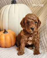 Marley, a female Cavapoo for sale in East Earl, PA – 3 of 5