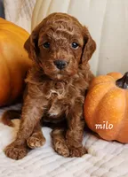 Milo, a male Cavapoo for sale in East Earl, PA – 2 of 5