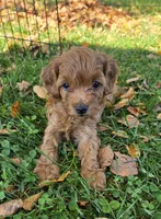 Simba, a male Cavapoo for sale in East Earl, PA – 2 of 8