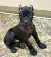 Ultra, a female Cane Corso for sale in Longmont, CO – 6 of 9
