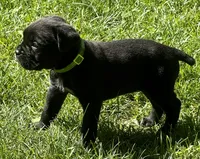 Hannah, a female Cane Corso for sale in Longmont, CO – 10 of 10