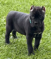 Hope, a female Cane Corso for sale in Longmont, CO – 9 of 10