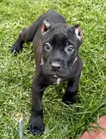 Ursula, a female Cane Corso for sale in Longmont, CO – 5 of 7