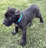Maynard, a male Cane Corso for sale in Longmont, CO – 6 of 10