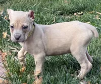 Violet, a female Cane Corso for sale in Longmont, CO – 4 of 10
