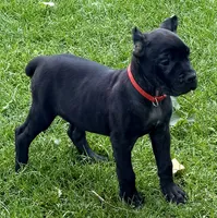Ultra, a female Cane Corso for sale in Longmont, CO – 4 of 10