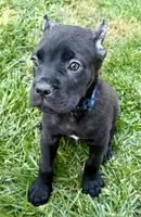 Usher, a male Cane Corso for sale in Longmont, CO – 6 of 8