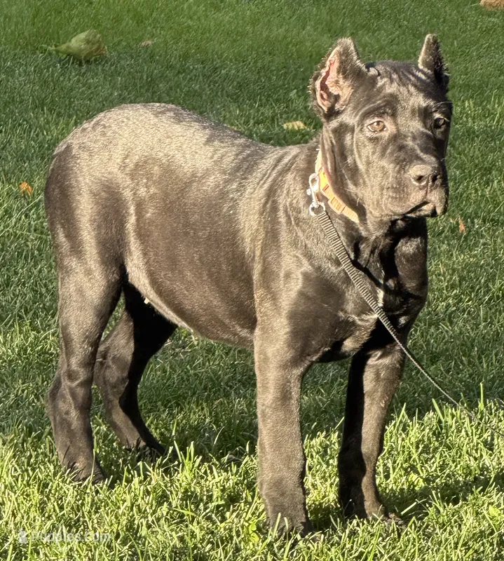 Ursula – Cane Corso puppy for sale in Longmont, CO