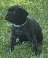 Hercules, a male Cane Corso for sale in Longmont, CO – 7 of 10