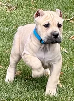 Von, a male Cane Corso for sale in Longmont, CO – 3 of 10