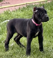 Monarch, a female Cane Corso for sale in Longmont, CO – 5 of 10