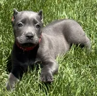 Niomi, a female Cane Corso for sale in Longmont, CO – 8 of 10