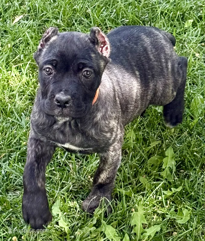 Grazie – Cane Corso puppy for sale in Longmont, CO