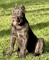 Ula, a female Cane Corso for sale in Longmont, CO – 9 of 10