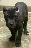 Monster, a male Cane Corso for sale in Longmont, CO – 8 of 10