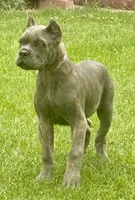 Mica, a female Cane Corso for sale in Longmont, CO – 7 of 10
