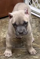 Nova, a female Cane Corso for sale in Longmont, CO – 2 of 10