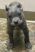 Muffin, a female Cane Corso for sale in Longmont, CO – 9 of 10