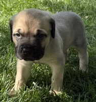 Hunter, a male Cane Corso for sale in Longmont, CO – 6 of 9