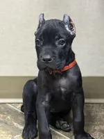Ultra, a female Cane Corso for sale in Longmont, CO – 5 of 9