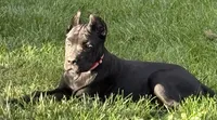 Ultra, a female Cane Corso for sale in Longmont, CO – 6 of 10