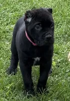 Harlow, a female Cane Corso for sale in Longmont, CO – 2 of 10