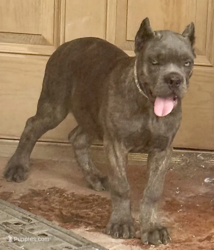 Mica – Cane Corso puppy for sale in Longmont, CO
