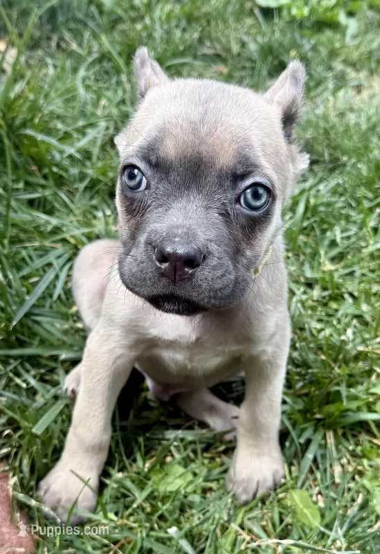 Utah – Cane Corso puppy for sale in Longmont, CO