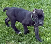 Uzi, a male Cane Corso for sale in Longmont, CO – 3 of 5