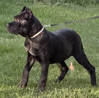 Ursula, a female Cane Corso for sale in Longmont, CO – 9 of 10